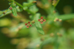 Ammannia multiflora